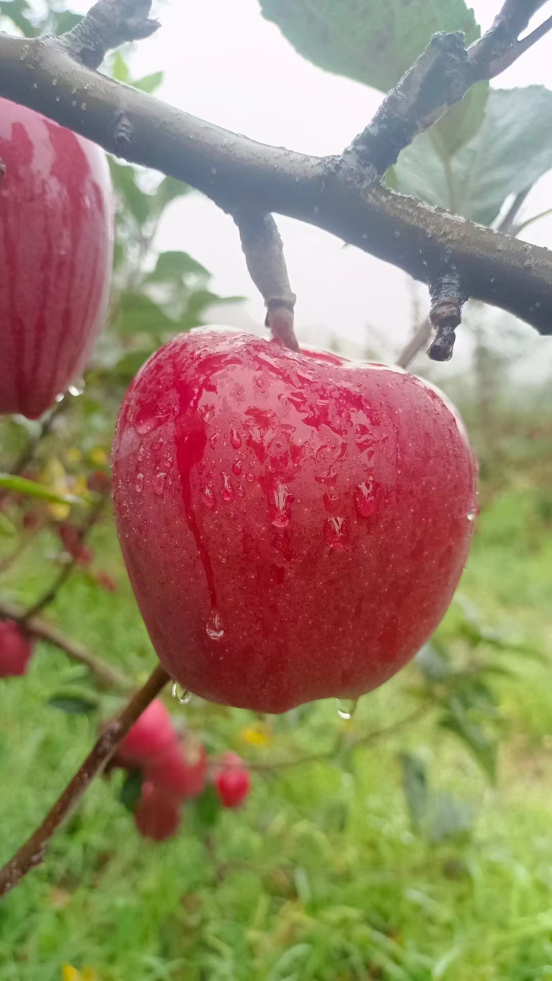  苹果花牛苹果红苹果2022天水花牛苹果自家种植常年供货电商