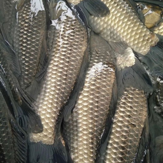 肥东县大量批发鲫鱼及各种规格的商品鱼