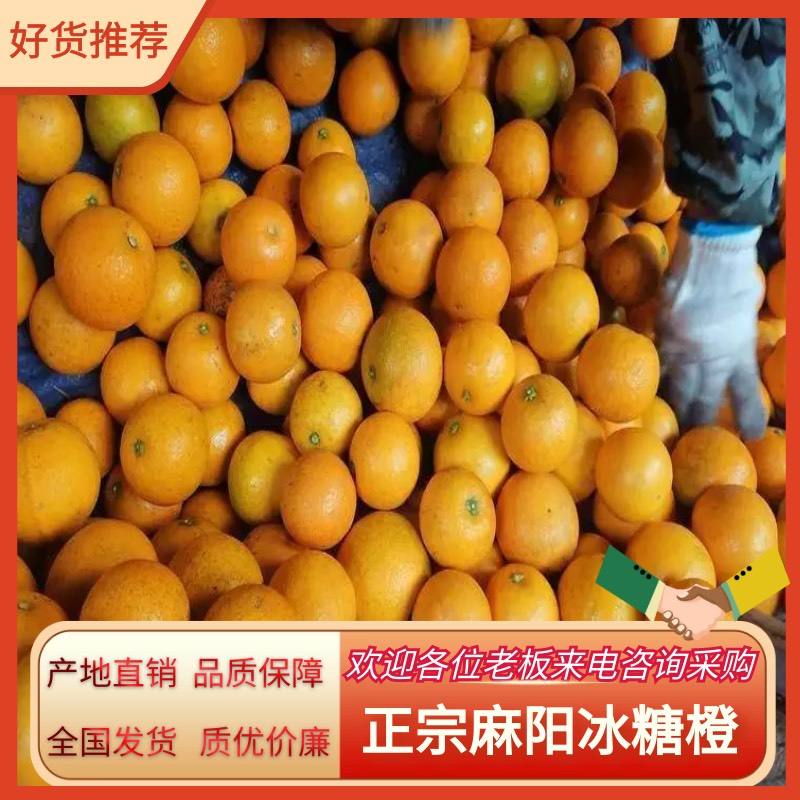 麻阳苗族自治县麻阳冰糖橙原产地向村长带货整车配货