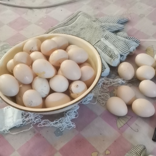 三门县乌鸡蛋散养泰和乌鸡
