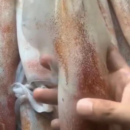 东山县特钓管(活冻)