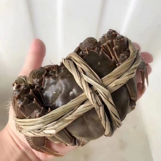 兴化市江苏精品大闸蟹！