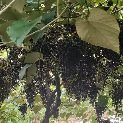 大量提供山野葡萄，酿葡萄酒专用葡萄，色泽鲜艳靓丽