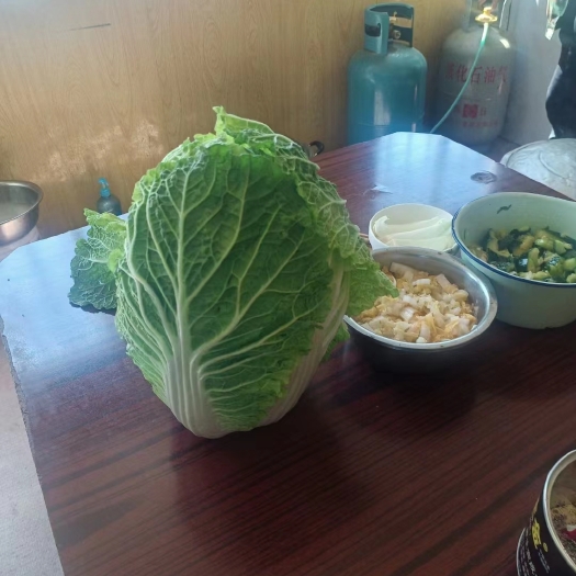 滦南县黄心白菜4－6斤净菜