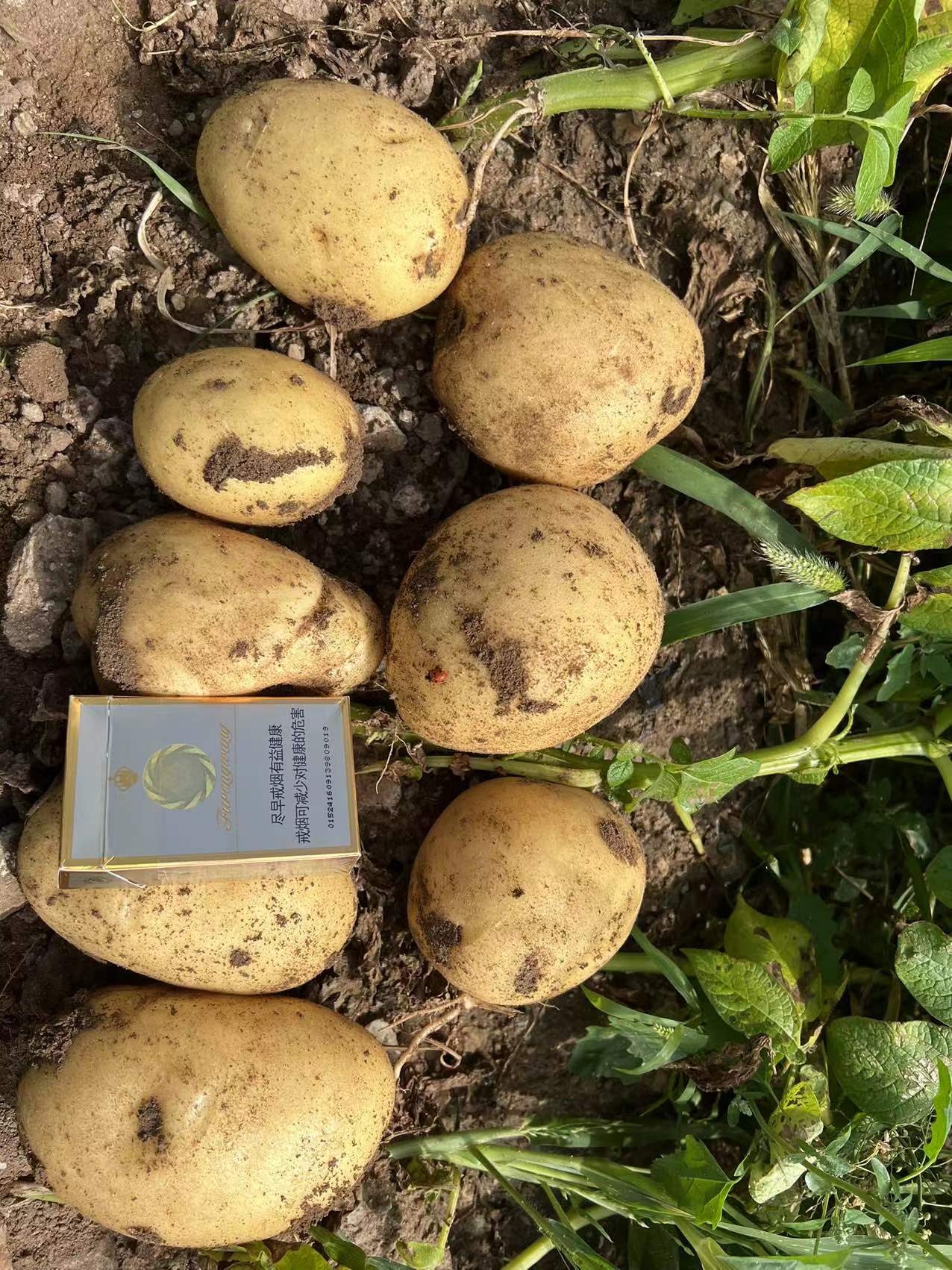 内蒙古乌兰察布兴和县沃土五号