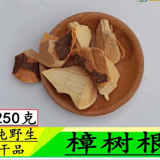 樟树根切片