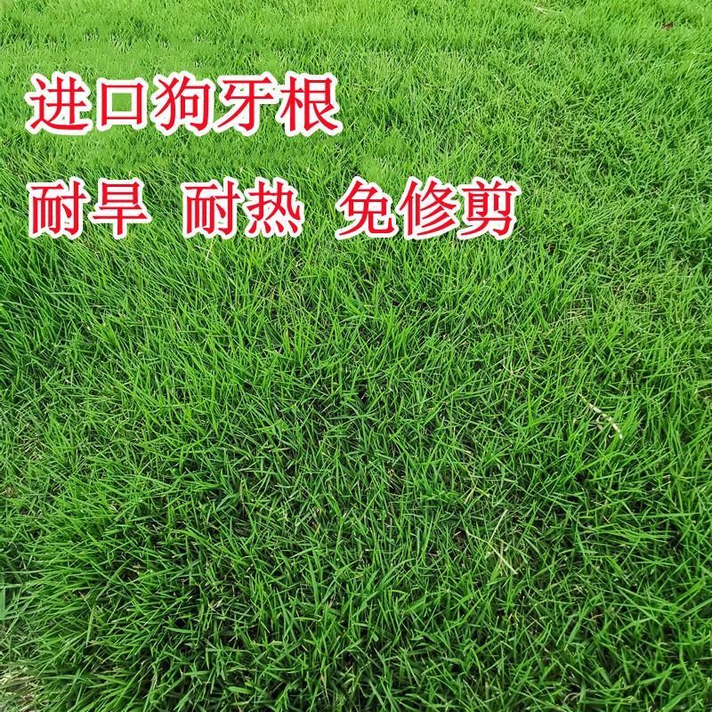 沭阳县狗牙根草坪种子 匍匐茎种籽 四季常青护坡固土草籽耐旱耐践踏