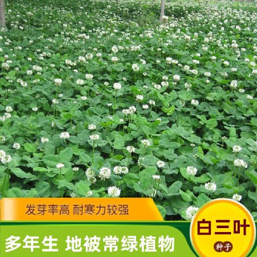 沭阳县三叶草种子  白三叶种子红三叶种子三叶草多年生牧草草坪护坡绿