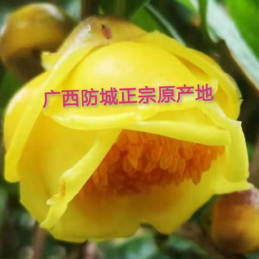防城原生小叶金花茶盆栽当年开花，根系发达杆壮实，已有花苞！
