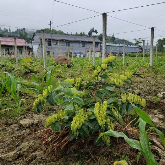 隆回县北花一号金银花苗  高产金银花苗，大量批发