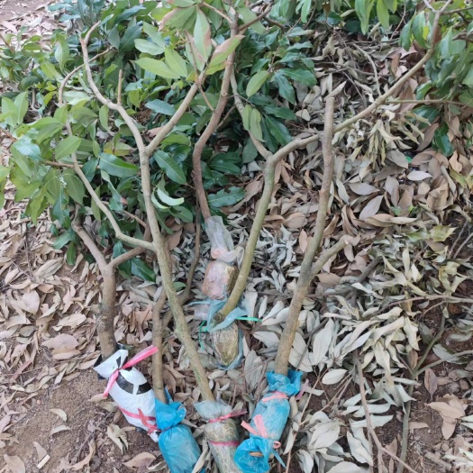 仙进奉高压苗