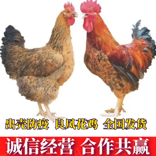 南宁良凤花鸡苗  优良品种 大种肉鸡苗 疫苗齐全 厂家直销
