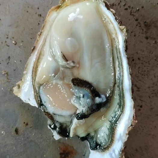 长海县大连精品生蚝三倍体