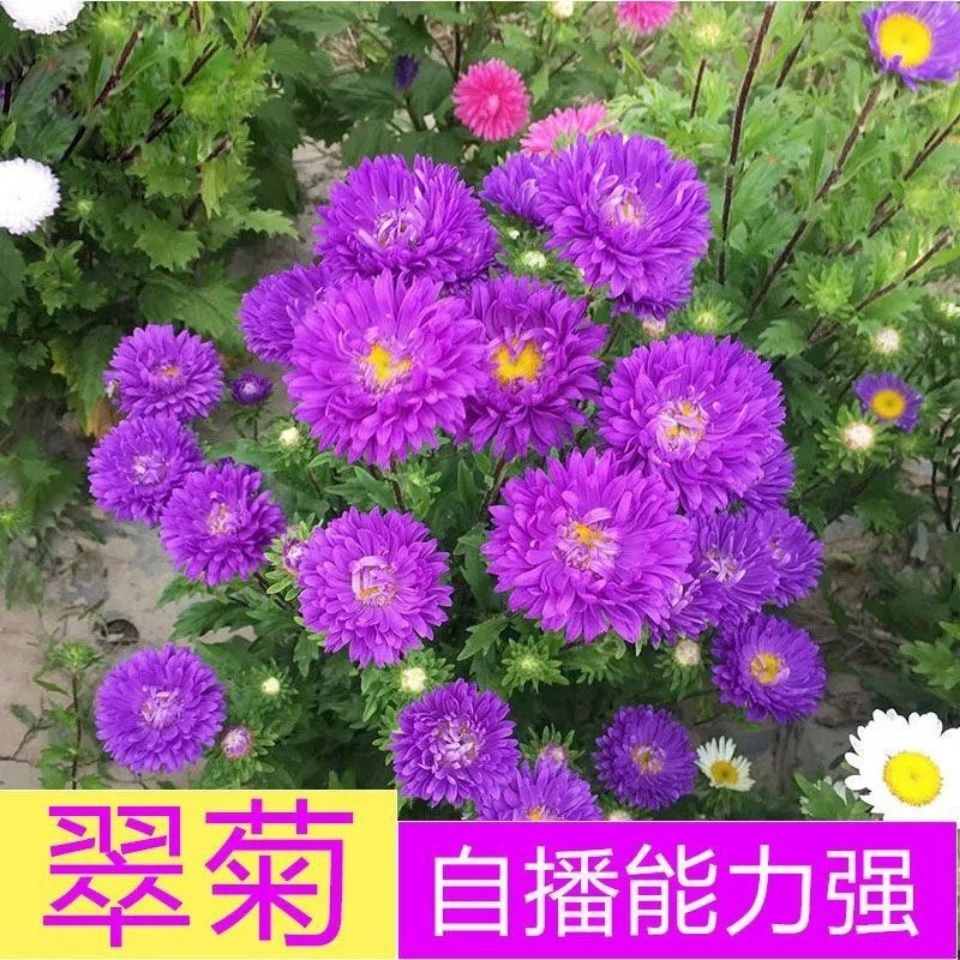 沭阳县翠菊种子花种子四季易活重瓣七月菊种子室外庭院阳台盆栽花种籽子