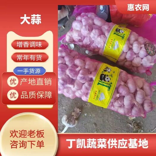 开封紫皮蒜  紫皮鲜蒜 支持电商平台，市场批发 鲜蒜/河南鲜蒜