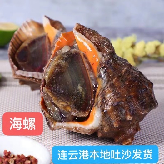 连云港海螺新鲜鲜活大海螺海鲜水产贝类小海螺超大海螺捞汁小海螺 批发