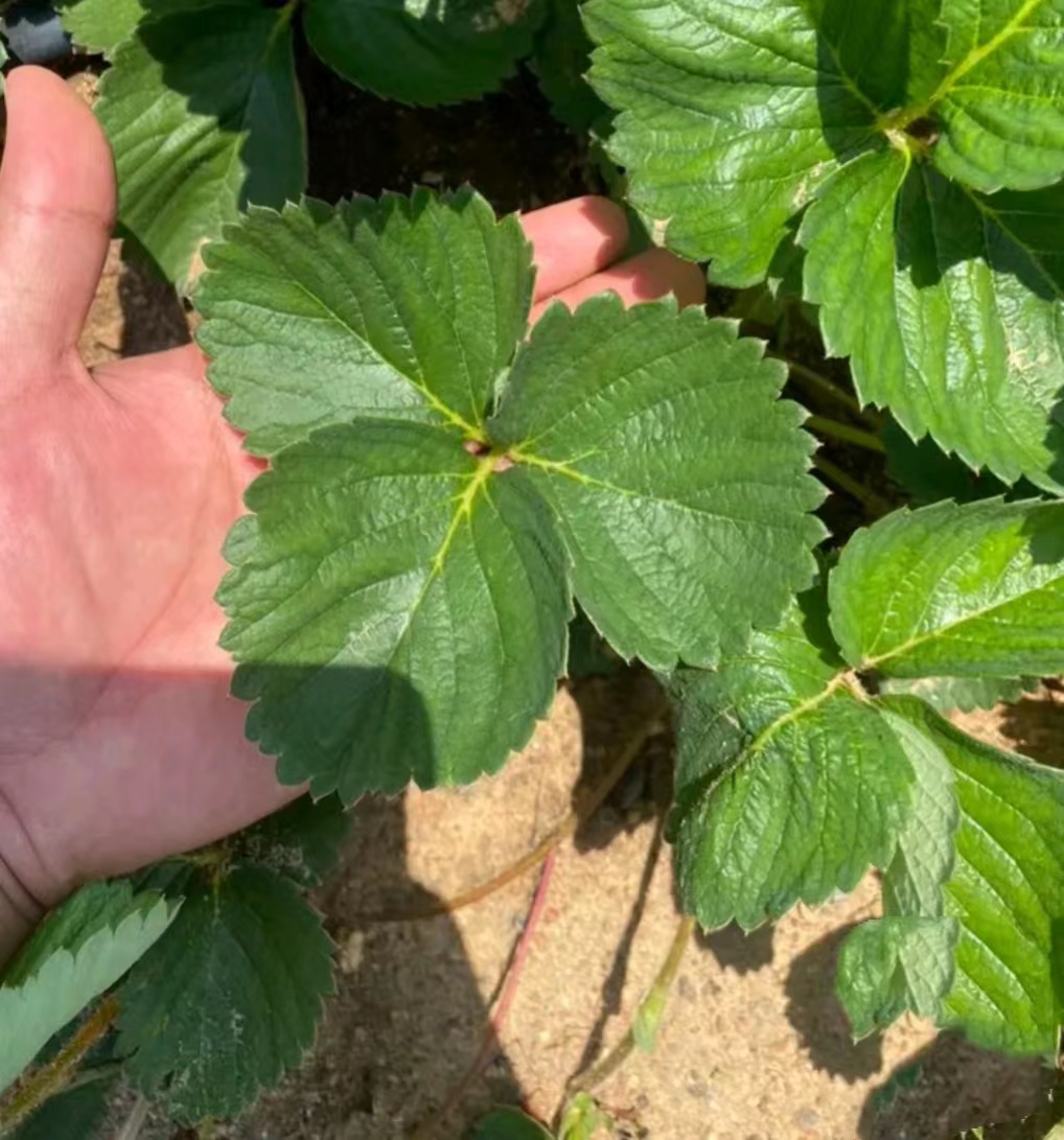宁玉草莓苗:章姬草莓苗，原原种苗种苗培育，纯正假植苗现挖现发