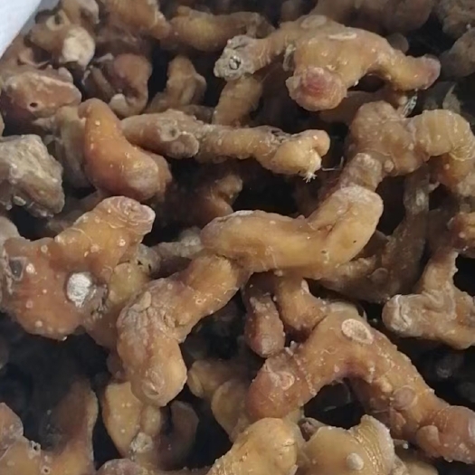 洪江市姜形多花黄精