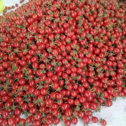 平度市釜山88小番茄