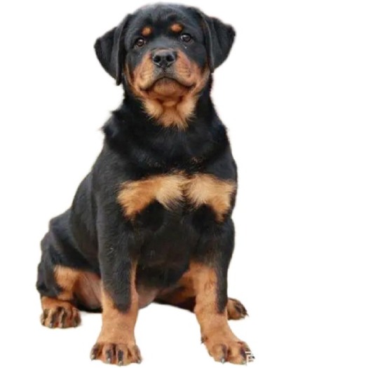 嘉祥县罗威纳犬纯种德系罗威纳护卫犬