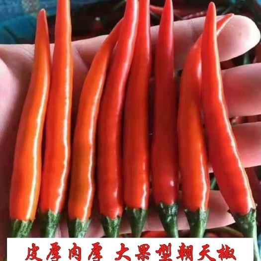 朝天椒种子小米辣椒种子大果型硬度高抗病强，结的多耐运输颜色鲜
