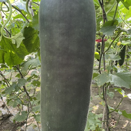 长春黑皮冬瓜吊瓜