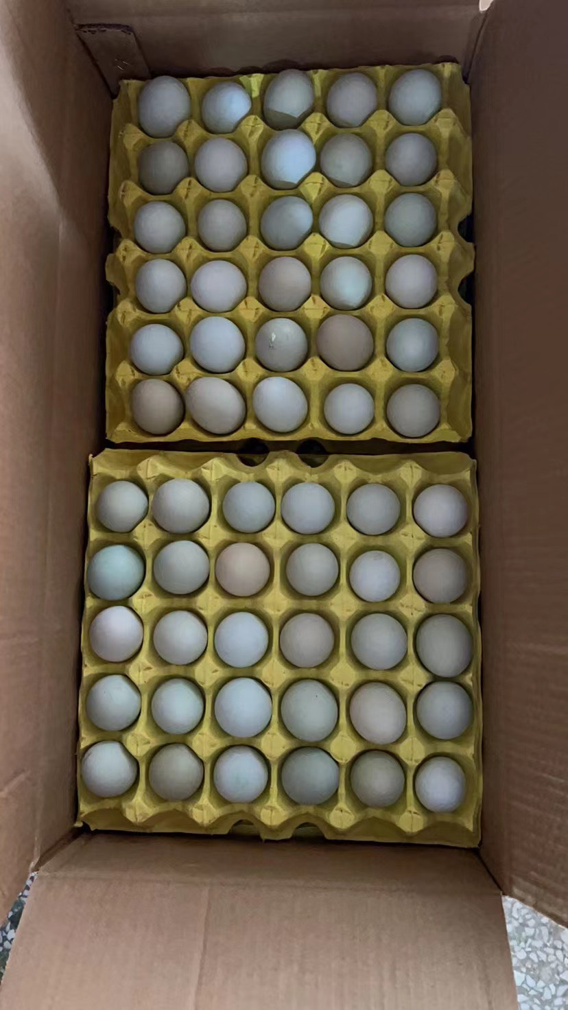 长沙苏禽绿壳蛋，乌鸡蛋