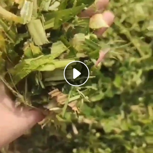 郓城县常年出售花生秧草料，花生央细粉，花生秧中粗，麦草，玉米秸秆青