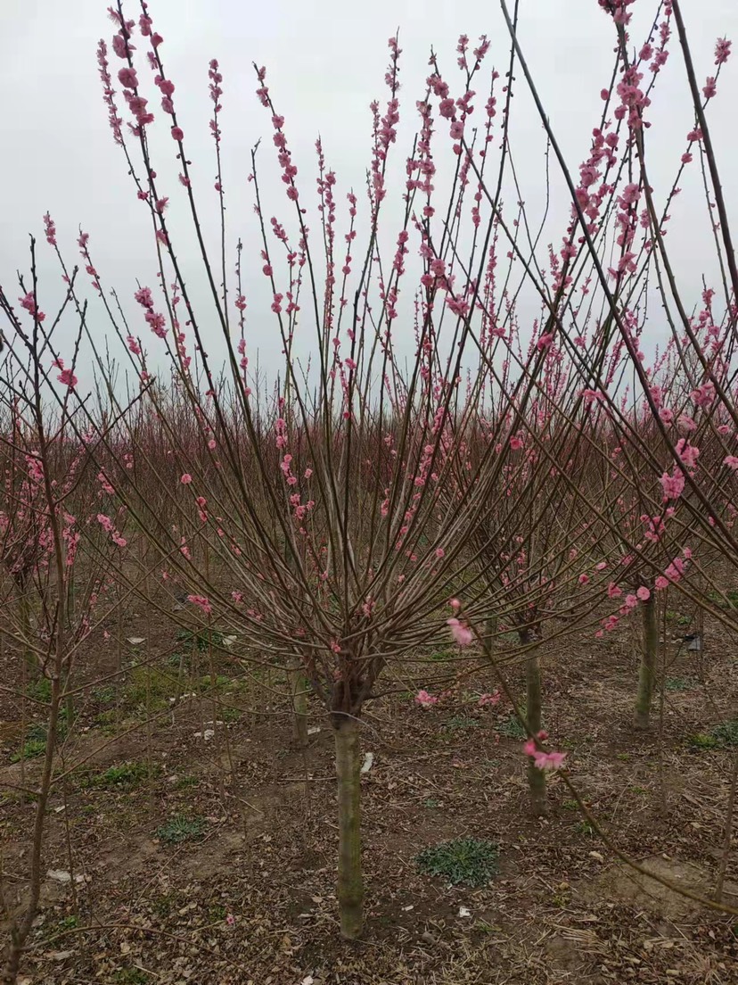 邳州市8公分红梅，树形优美，花色鲜艳夺目！