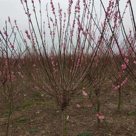 8公分红梅，树形优美，花色鲜艳夺目！
