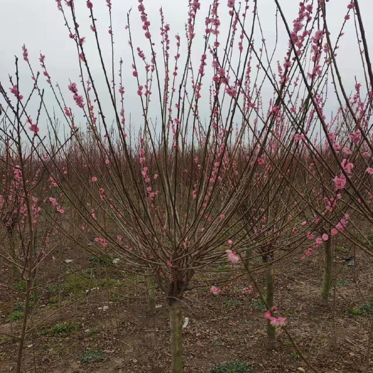 邳州市8公分红梅，树形优美，花色鲜艳夺目！