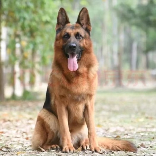 嘉祥县德牧犬纯种德国牧羊犬警犬看家护院牧羊犬