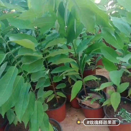 徐闻县玫瑰释迦果苗 一颗也卖