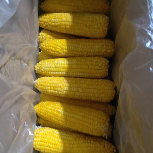 哈尔滨东北速冻黄白粘玉米花甜糯批发