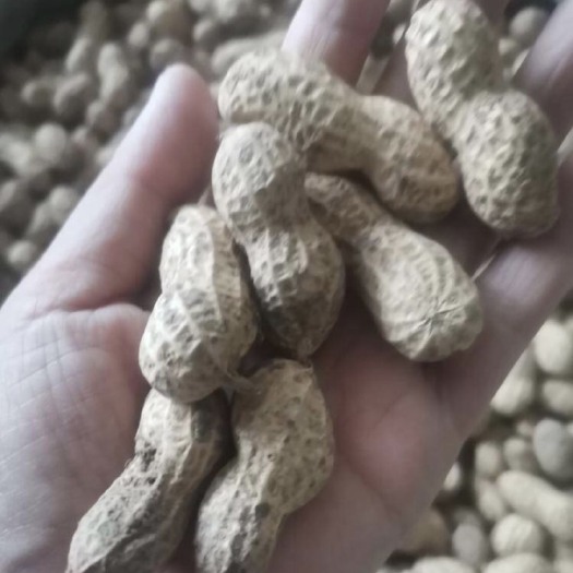 梓潼县大量上市鲜花生。水洗花生。鲁花白沙天府。 量大量大量大量大。