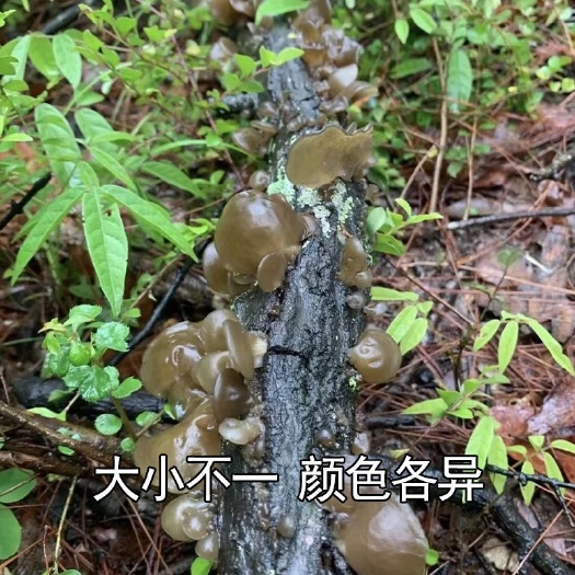 嵩县伏牛山天然野生椴木木耳