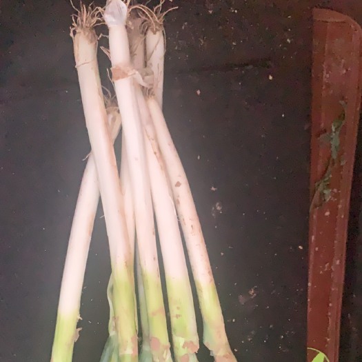 洪洞县铁杆大葱，品质保证，欢迎各位老板光临
