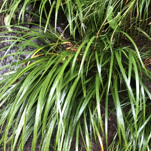 马边县石菖蒲