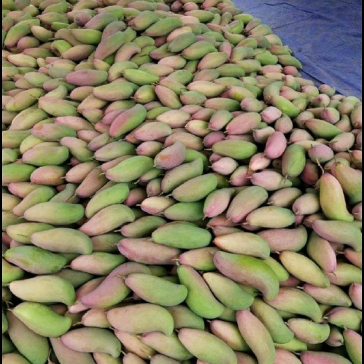 百色广西象牙芒大量批发