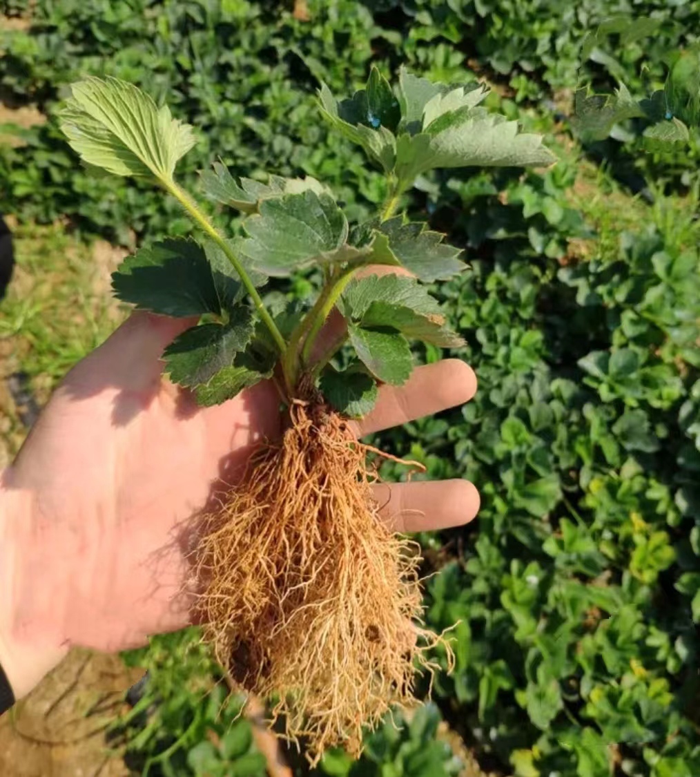 宁玉草莓苗:章姬草莓苗，原原种苗种苗培育，纯正假植苗现挖现发
