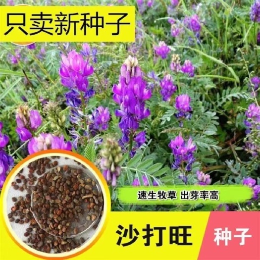 沙打旺种子