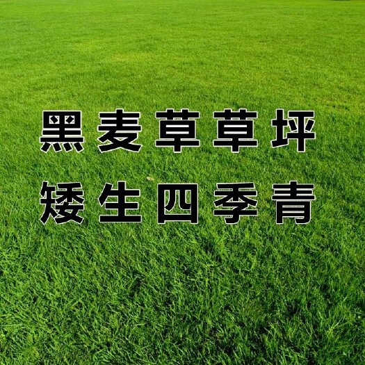 沭阳县黑麦草草坪种子护坡草籽四季常青绿化狗牙根高羊茅草籽耐旱庭院