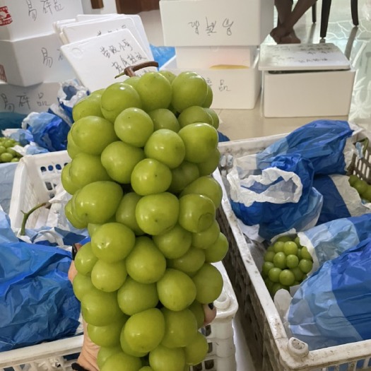 长兴县阳光玫瑰
