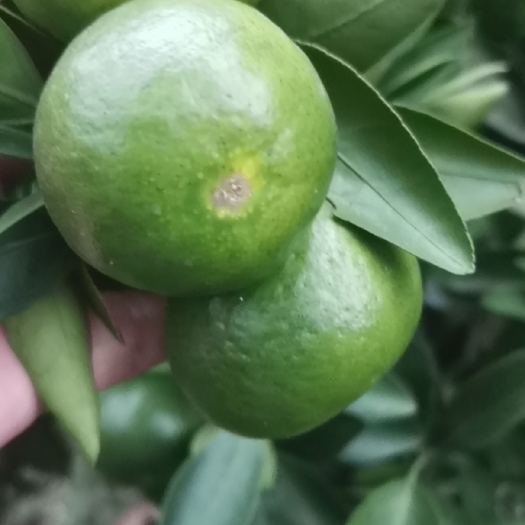 全州县蜜桔