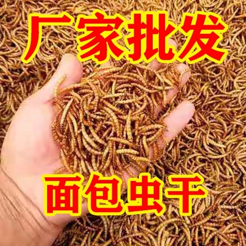 滁州烘干黄粉虫面包虫