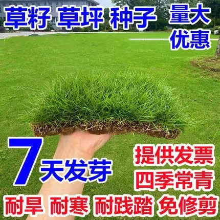 草坪种子四季青草籽矮生耐践踏耐寒耐旱四季青种子庭院绿化护坡籽