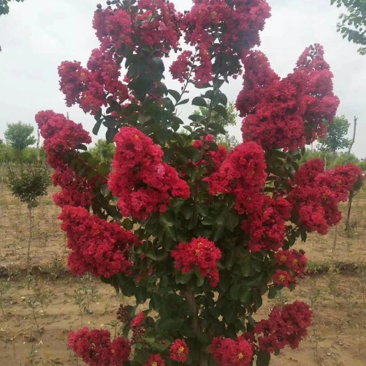 沭阳县紫薇花，红火箭红火球