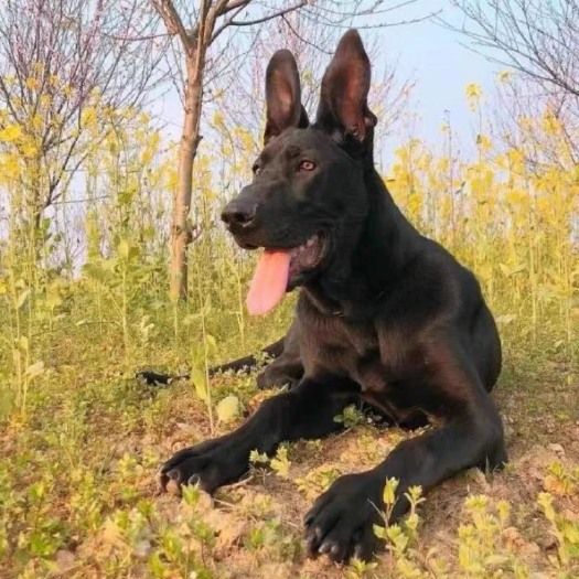 嘉祥县黑狼犬纯种黑狼幼犬看家护院大型犬