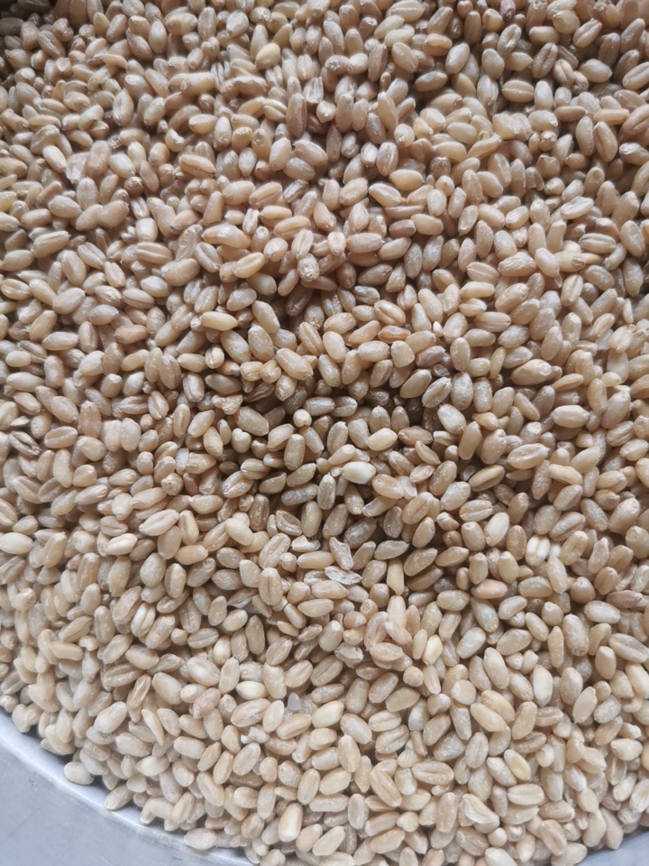 郯城縣精品袋裝凈糧小麥，自家農場種植。