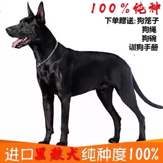 嘉祥县黑狼犬幼犬纯种黑狼犬看家护院狗狗大型黑狼犬
